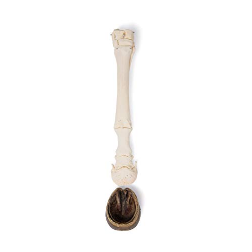 Image of 3B Scientific GmbH T30023A Horse Fore Foot with hoof, Articulated
