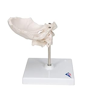 3B Scientific A71/5 Atlante e Epistrofeo, con Squama dell'Osso Occipitale + software gratuito di anatomia - 3B Smart Anatomy