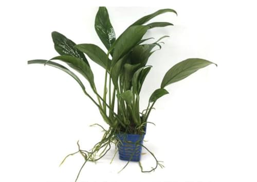 Anubias Frazeri-Easy Live Aquarium Pond Aquatic...