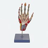 Mehrteiliges und zerlegbares anatomisches Hand Skelett Model | mit Knochen, Muskeln, Sehnen, Bänder, Nerven und Gefäße | lebensgroßes anatomisches Handmodell mit Stativ | Anatomie Modell | Lehrmittel