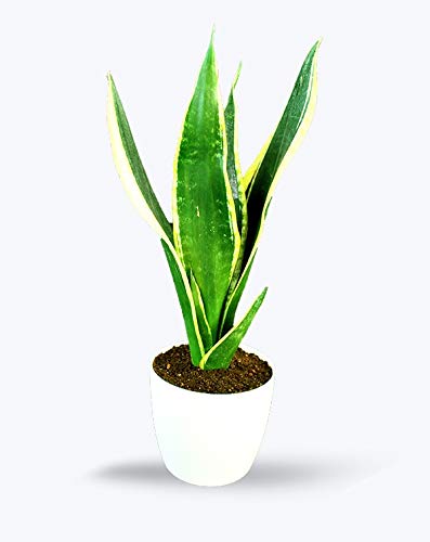 BIRTHRIGHT Charmygreen Decorative Sansevieria Trifisciata, Snake Plant, Low Maintenance Air Purifier Plant (Long Green Leaves) For Home & Garden-image-30