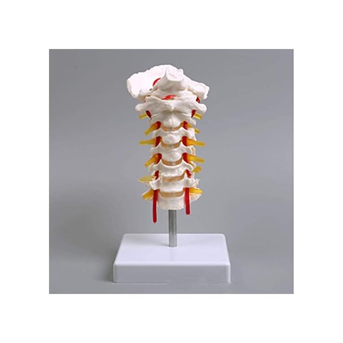 Buy Anatomy Model, Educational Model Human Cervical Vertebrae Model