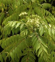 Natural Curry Leaf Curry Seed For Kitchen Gardening - 450-picture-16
