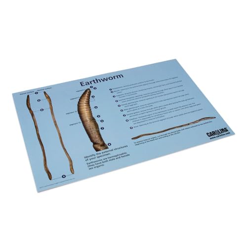 Carolina Earthworm Dissection Mat