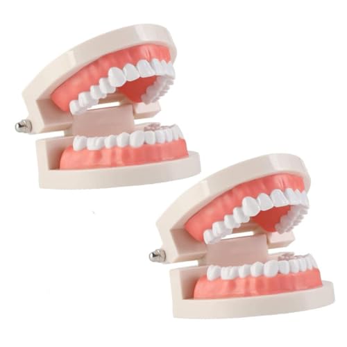 HEALSOPTHY 教育用歯模型 牙?模型 標準プ 歯抜き説明に 患者説明用実物大モデル 学習指導用口腔デモンストレーション