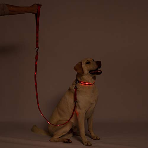 Blazin' Safety LED Dog Leash - USB Rechargeable Flashing Light, 6 Ft, Water Resistant – Avoid Danger – Red