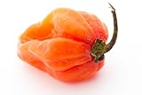 Semillas de Pimiento Habanero - Semillas de chile muy fuerte (Capsicum chinense) para jardín, balcón, maceta y invernadero - diferentes variedades | Love my Nature (Orange)