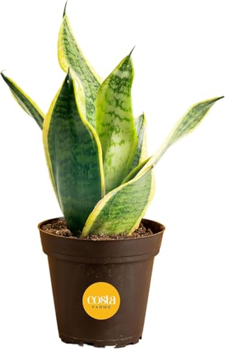 Costa Farms Snake Plant, Small Live Plant in Plastic Pot, Easy to Maintain, Air Purifying Succulent Indoor Houseplant Assorted Variety, Perfect for Home, Room, or Office Décor Gift, 8-12 Inches Tall