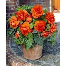 Imported Begonia Orange Tuberous Double Flowers Bulb for Your Garden pack of 2 bulbs in packet-image-9