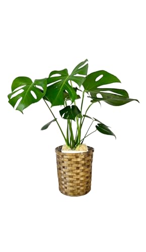 GREEN PLACE Xe 7 ϗtA p { yIׂ锫Jo[z ҂ݍ NYG