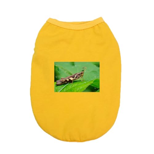 [QINTIW] �� �ĕ� ���� �� ���̕� �V�� �����₷�� ���^�� �f�U�C��1 ���p ���킢�� ������� �y�b�g�� �L ���o�|�� XL ���U�� �L�O�B�e �t�� ���E�ȒP �E�ѕی� �m�� �q�� ���� �ėp �ʋC �L�k�� ���^�� �h�b�O�E�F�A ���o����