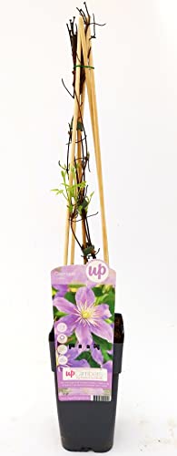 CLEMATIS VIOLA, JUSTA, ALTEZZA 50CM, pianta vera
