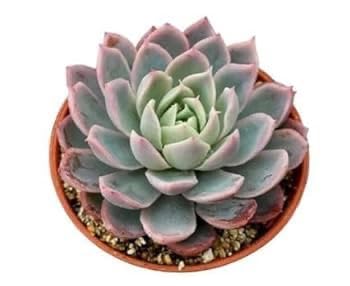 Live Vishnu Kamal Succulent Plant | Sacred Lotus Succulent | Rare Indoor Plant for Home & Office | Air Purifying | Easy to Maintain | Gifting Plant | 1 Healthy Live Potted Plant-image-43