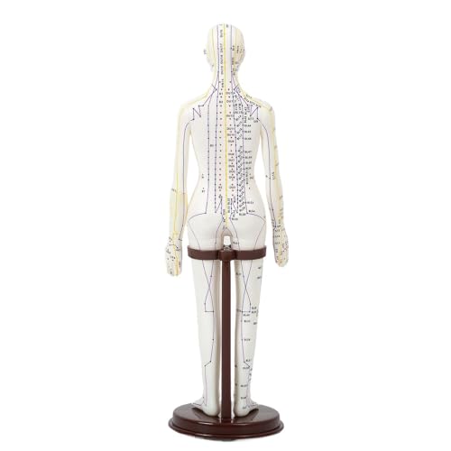 Milageto Modèle d'acupuncture méridiens médicaux chinois avec une base pour les professionnels Modèle de pratique humaine éducative avec des points...