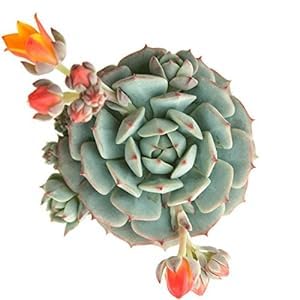 Live Root Echeveria ‘Blue Star’ Laxmi Kamal Sempervivum Live Succulent Plants Lakshmi Kamal/Vishnu Kamal For Gifting Purpose
