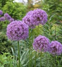 Purple Plant Allium Giganteum 20+ Seeds Pack