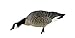 Avian X AXP Honkers Fusion Pack Lesser Canada Goose Decoys, Oversized Realistic Feeder Bodies, Flocked Heads, and Slotted Decoy Bag, Set of 6