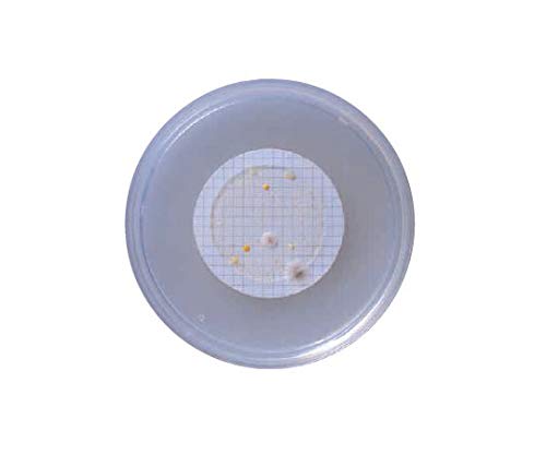 Amazon | ベクトン・ディッキンソン BD BBL TM R2A寒天培地 RT 252481
