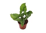Syngonium Mojito -4'' from California Tropicals