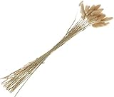 Contenu : 35 pièces Lagurus, env. 25 g, env. 35-45 tiges, env. L 50-60 cm