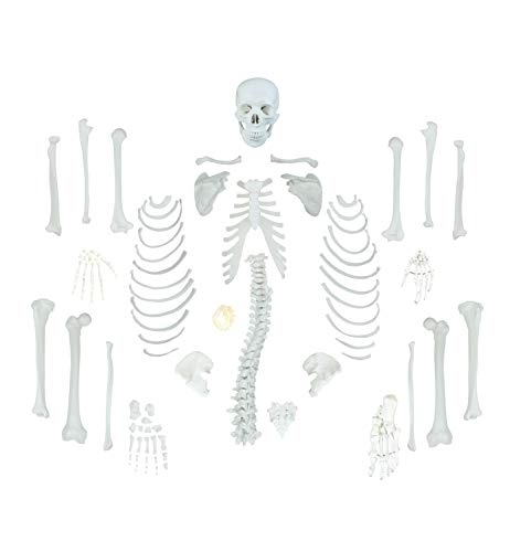 Vision Scientific Vas220-Cc0 Life Size, Total Disarticulated Skeleton | Bones & Osteological Features Numbered For Identification | 3-Part Skull | Key To Numbered Structures W Manual & Carrying Case #TOP1