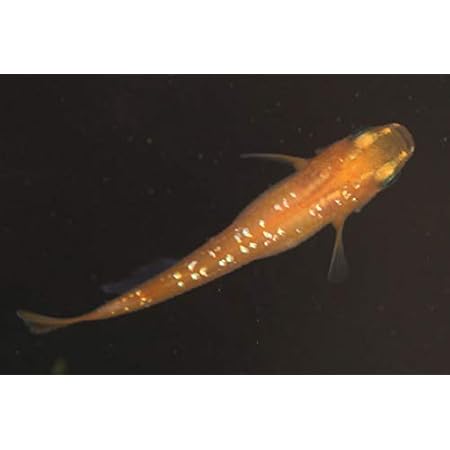 Amazon 国産メダカ 赤ラメ 10匹 M Ml 全長約2 5 3cm程度 生体1214 5 なまず園 観賞魚 水中生物 通販 Amazon 国産メダカ 赤ラメ 10匹 M Ml 全長約2 5 3cm程度 生体1214 5 なまず園 観賞魚 水中生物 通販