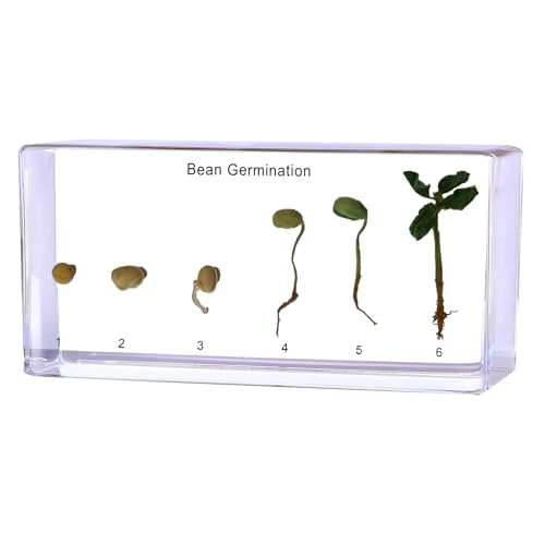 Bean's Lifecycle in Resin-Real Green Bean Plant Germination & Growth
