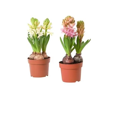 Flores Naturales - Hyacinthus - Jacintos - Pack de 2 Bulbos Naturales - Plantas de Terraza y Jardín