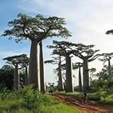 fotos semillas baobab 10 semillas de árboles de baobab