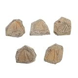 Abaodam 5Stücke Fossilien Echte Fossilien Für Unterrichtszwecke Für Dekorationen Einzigartige Formen Bildungsprojekte