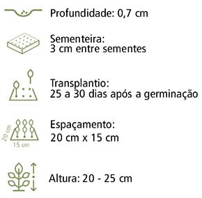 4X Sementes de Vinca Anã Sortida 100mg Maria Sem Vergonha Boa Noite Flores Jardins Vasos
