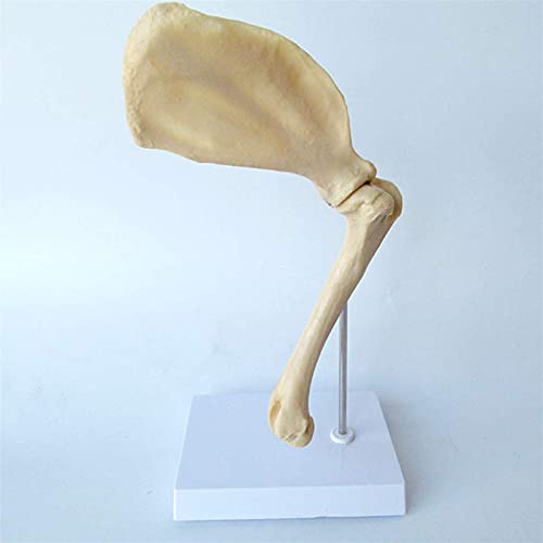 Anatomisches Modell des Tiergelenks - Anatomisches Modell Tier des Gelenks Schulter Hund Anatomisches Modell des Knochens Schulterblatt Hund Medizinische