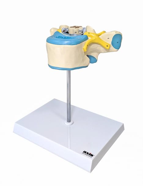 Axis Scientific Enlarged Thoracic Vertebra with Spinal Cord and Nerves - Perfect for Students, Teachers, Chiropractors, Physical Therapists, Patient Consultation - Includes Full Color Study Guide