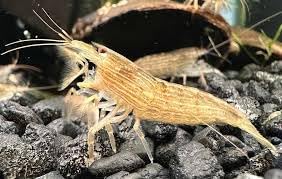 2X BAMBOO/WOOD SHRIMP-FILTER FEEDER LIVE SHRIMP ADULT 5/6CM