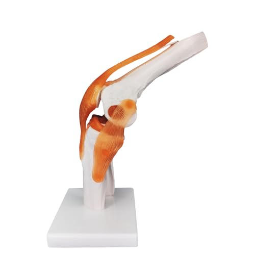 Image of Knee Joint Model, Human Knee Joint Model with Knee Ligaments, Life-Size Anatomical Knee Joint Flexible Bone Model, Ideal for Medical Learning and Teaching