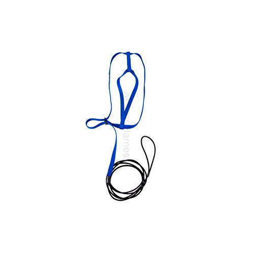Image of The AVIATOR Pet Bird Harness and Leash: XX-Large Blue