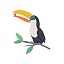 Toucan