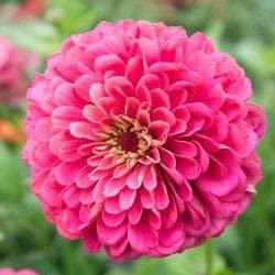 ZINNIA A FIOR DI DAHLIA ROSA CONFETTO NR.100 SEMI