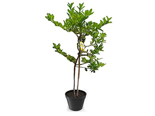 Citrus Benzaheer Outdoor Plant, Green
