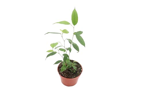 Ficus Benjamina Weeping Fig - 4'' from California Tropicals