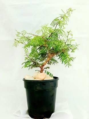 shami tree, jand plant, prosopis cineraria plant, banni maram, banni mara, jami, Dhaniushta Nakshatra, shami patra, sami plant, chikur, Chonkar paudha
