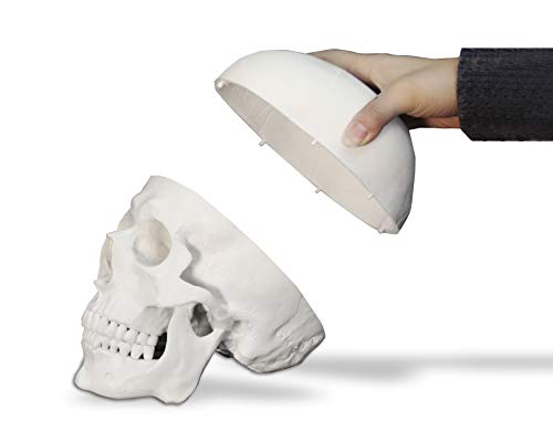 Vision Scientific Val207-A Life-Size Human Skull – 3 Parts | Medical Grade, Features Joints, Sutures, Fissures, Joints, Foramina And Processes | Removable Skull Cap, Full Dentition | W Manual #TOP3