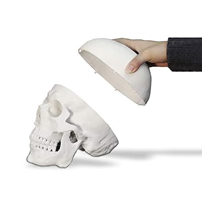 Vision Scientific VAL207-A Life-Size Human Skull 3 Parts | Medical Grade, Features Joints, Sutures, Fissures, Joints, Foramina and Processes | Removable Skull Cap, Full Dentition | W Manual
