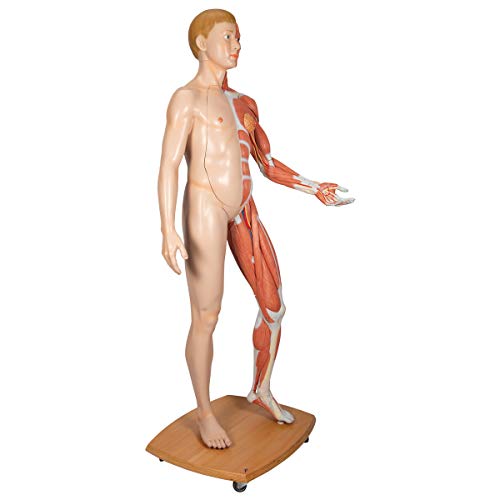 Image of 3B Scientific B53 3B Scientific Life-Size Dual sex Europ. musc. fig. 39-part - 3B Smart Anatomy