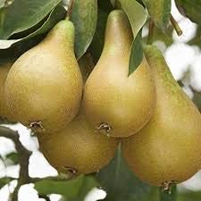 Mphmi Plant Dwarf Rare Exotic Pear Fruit Live Plant (1 Healthy Live Plant In Polybag (B08T5QTRCC) Amazon Price History, Amazon Price Tracker