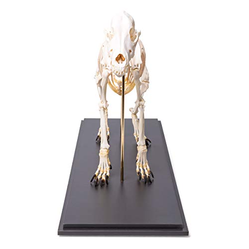 Image of 3B Scientific GmbH T300401M Dog Skeleton, M, flexibly Mounted