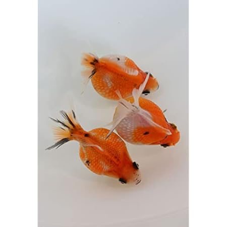 Amazon 国産金魚人気種 桜ピンポンパール 1匹 全長約4 5 5cm 生体1013 31 なまず園 観賞魚 水中生物 通販