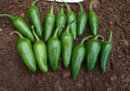 Ritz Farming Imported vegetable Chilli bullet F1 Hybrid seeds For YourGarden and home gardening (Pack Of 70-80 Seeds)