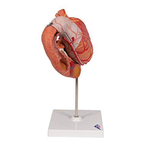Image of 3B Scientific K16 Stomach 3 part - 3B Smart Anatomy