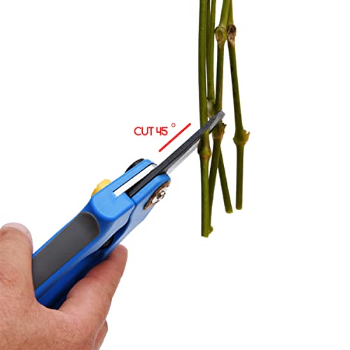 Farm Fresh Natural Silver Dollar Eucalyptus - 40 Stems #TOP4